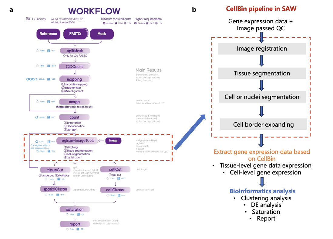 Diagram illustrating the SAW workflow and highlighting the CellBin steps